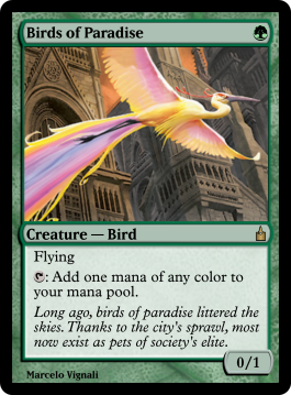 Birds of Paradise