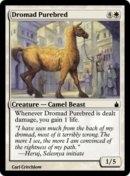 Dromad Purebred